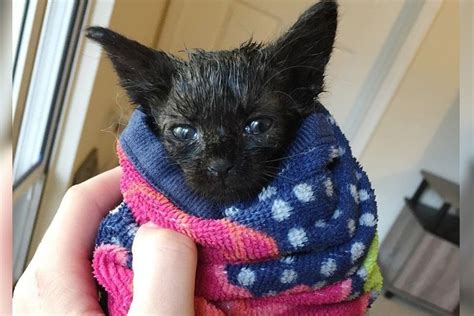 Kitten Found During Hurricane Storms Cant Stop Purring After Being Saved Love Meow