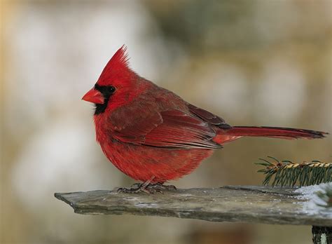 Real Life Angry Bird Turns Out To Be A Romantic Cgtn