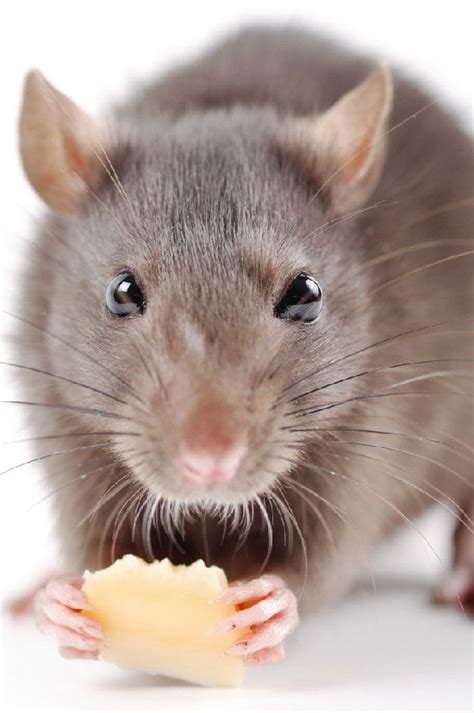 Facts About Rats Live Science