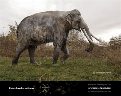 Straight Tusked Elephant Palaeoloxodon Antiquus Prehistoric Animals