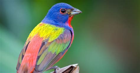 How To Attract Buntings Everything Birds Painted Bunting Bird Suet