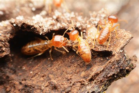 Diy Termite Treatments 5 Hacks Every Homeowner Needs