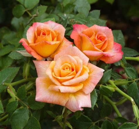 Cutie Pie® Miniature Patio Rose Bush Bareroot Rose Bush Rose Cutie