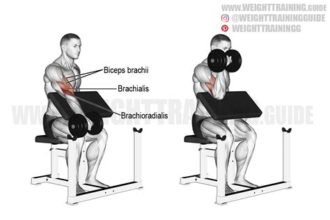 Dumbbell One Arm Reverse Preacher Curl Exercise Instructions And Video