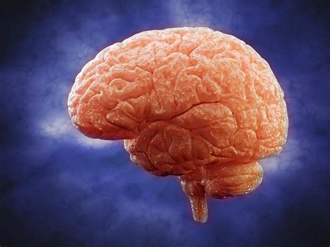 Human Brain Photograph By Andrzej Wojcicki