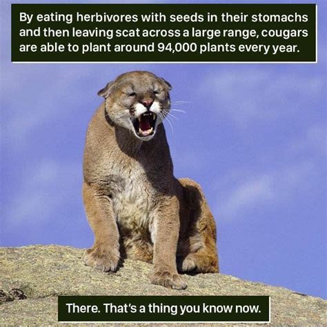 Credit To Factsweird Fun Facts About Animals Animal Facts Fun Facts