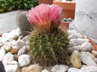 Ver más ideas sobre nombres de cactus, cactus, suculentas. Nombres De Flores