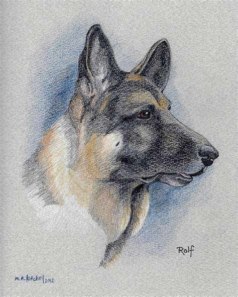 Colored Pencil German Shepherd Drawing One Of My All Time Favorite