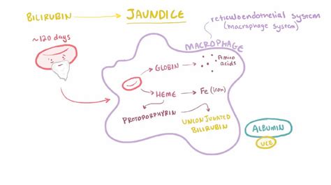 Jaundice Video Anatomy Definition Function Osmosis