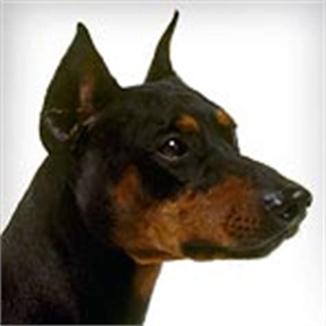 german pinscher dog breed selector animal planet