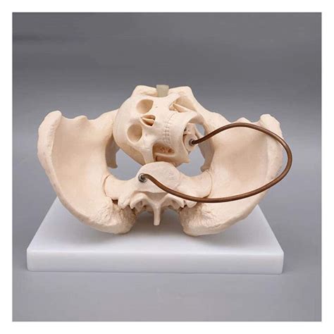 Buy Teaching Model Pelvic Skeleton Anatomical Model Pelvis Anatomy