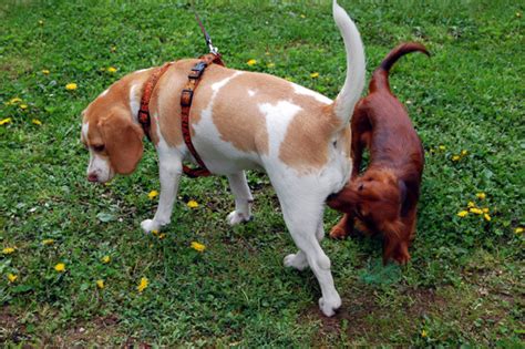 Real Talk Why Dogs Sniff Each Others Butts Barkpost