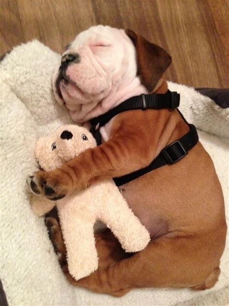 10 Cute Cuddling Puppies That You Need You See