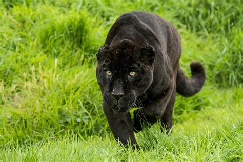 Jaguar Panther Tarsha Barrios