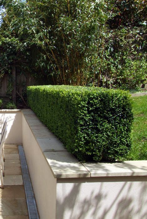 10 Ways To Design Hedging And Topiary In A Modern Garden In 2022