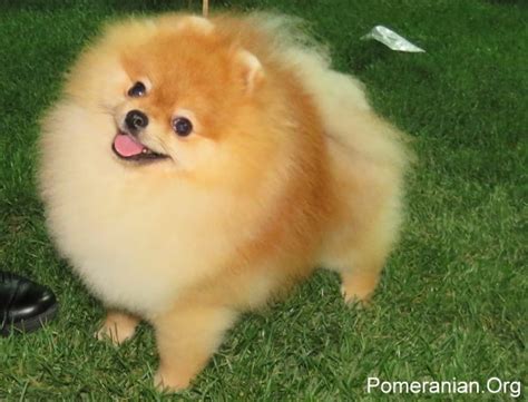 Pomeranian Dog Breed History And Some Interesting Facts