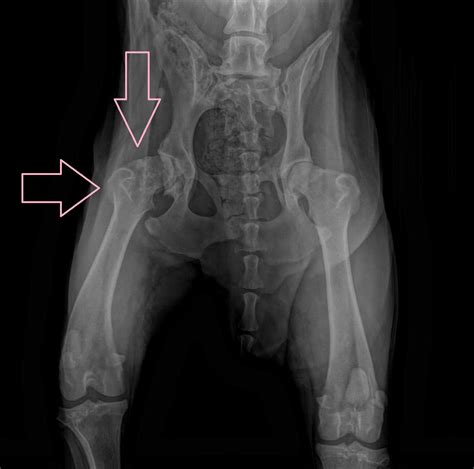 Canine Hip Dysplasia And Pennhip Sporting Classics Daily