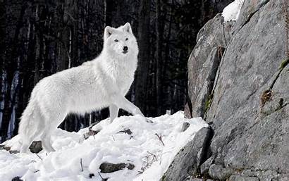 Snow Wolves Winter Wallpapers Rock Wolf Pamela