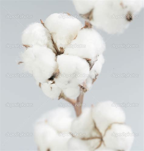 Cotton Flowers Stock Photo By ©nastazia 38737063