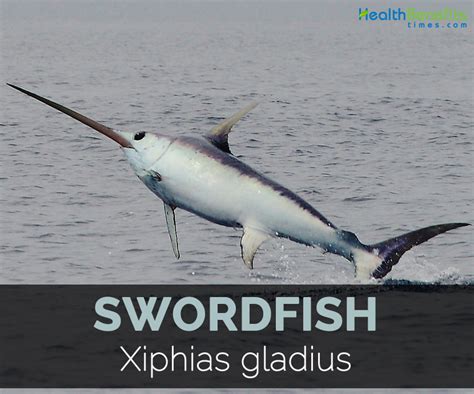 Swordfish Facts Health Benefits And Nutritional Value