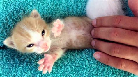 Cute Baby Newborn Kitten Feeding Bottle Cuddling Orphan Youtube