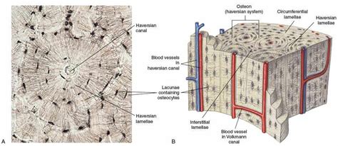 The lacunae bone containing osteocytes are placed at the borders of adjacent lamellae, and the in a spongy bone, the lacunae housing osteocytes are not organized in concentric circles. bone lacuna