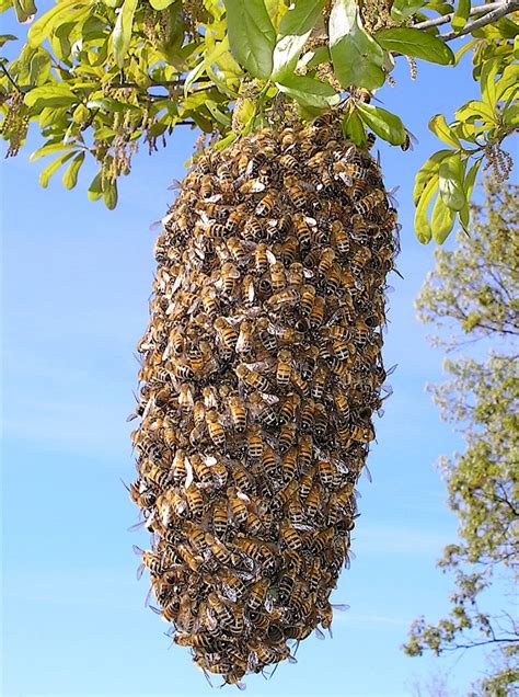 Catching Swarms Video Tutorial Keeping Backyard Bees