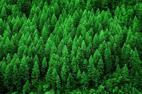 Lush Green Pine Forest Of Trees Mountainside Wilderness Environment
