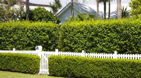 5 Best Low Maintenance Hedge Plants And How To Plant Them Flower Power