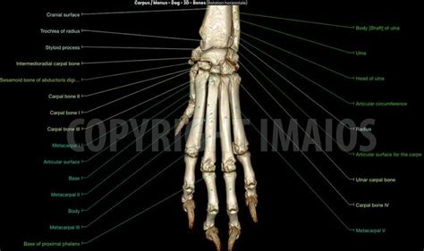 Dog Osteology 3d Manus Carpus Metacarpus Digit Vet Medicine