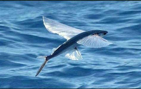 Pez Volador Exocoetus Volitaus Este Pez Es De Color Gris Azulado Y