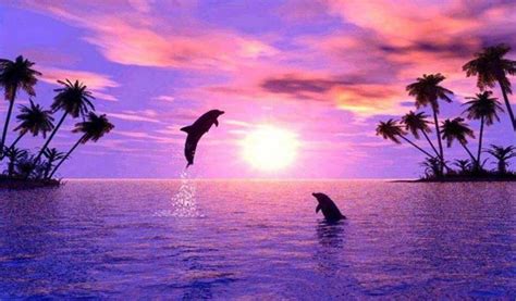 Dolphin Bay Dolphins Nature Sunset