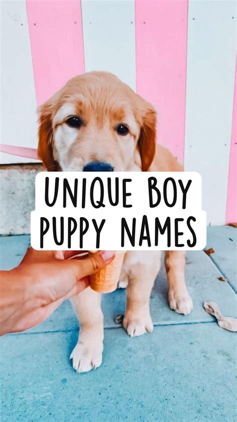 Unique Boy Puppy Names Boy Puppy Names Cute Dog Names Boy Puppy Names