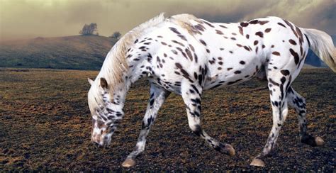 These 18 Horses Have The Most Unusual And Beautiful Colors