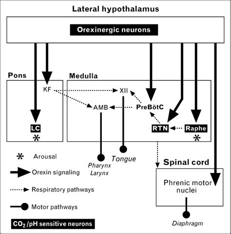 Orexinergic Projections Onto Brainstem And Spinal Cord Nuclei