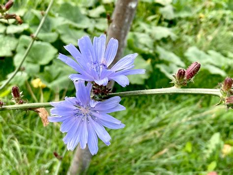 Blue Flowers Of Chicory Grow On Stem In Flower Garden Cultivation Of