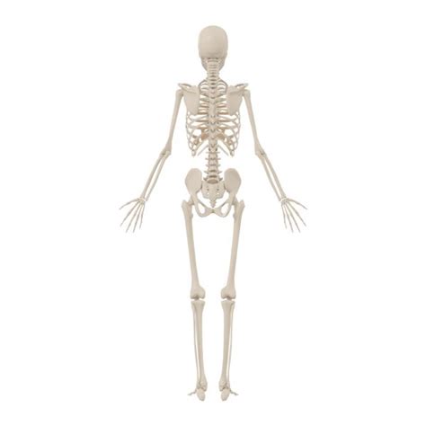 Human Skeleton — Stock Photo © Newartgraphics 19874497