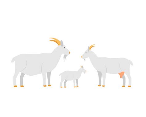 Cute Cartoon Gray Goat Mammal Farm Animal Vector Illustrations Royalty