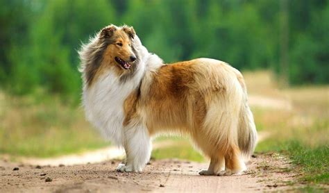 Top 10 Long Haired Dog Breeds In The World 2019