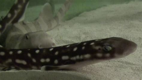 The Coral Cat Shark Youtube