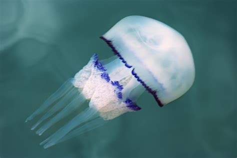 See This Rare Jellyfish The Size Of A Human Insidehook