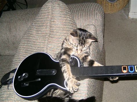 This Cat Who Became The Ultimate Guitar Hero Pretty Cats Cats Cute