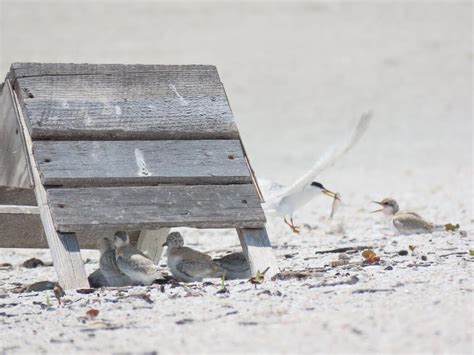 Audubon Uses Chick Shelters To Give Beach Birds A Break Audubon Florida