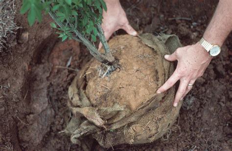 Soil Preparation And Planting Procedures For Ornamental