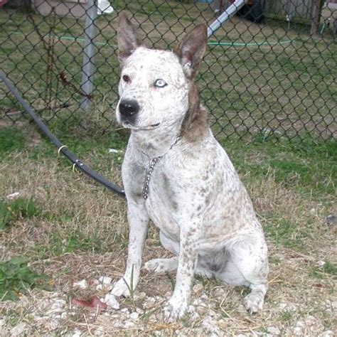 A Very Rare White Australian Cattle Dog Dogs Australian Cattle Dog