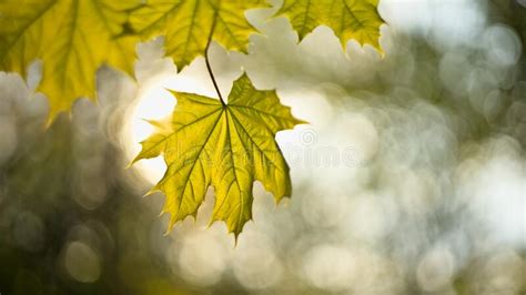 Fresh Green Maple Leaf In The Spring Sunlight Blurred Background