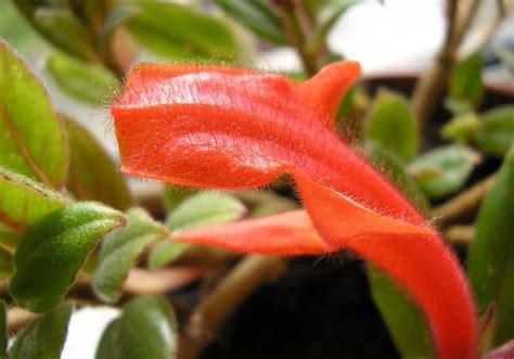 Intense heat burns the leaves. Goldfish Plant Care: Tips to Grow a Columnea Gloriosa ...