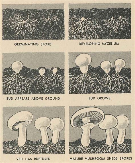 Nemfrog Life Cycle Of The Mushroom How And Why Wonder Book Of