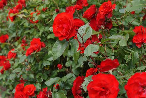 Natural Red Roses Rose Bushes Stock Image Colourbox