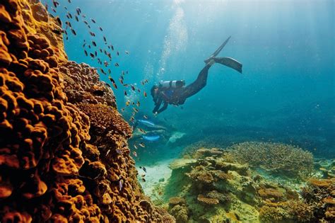 Guide To The Great Barrier Reef Tourism Australia